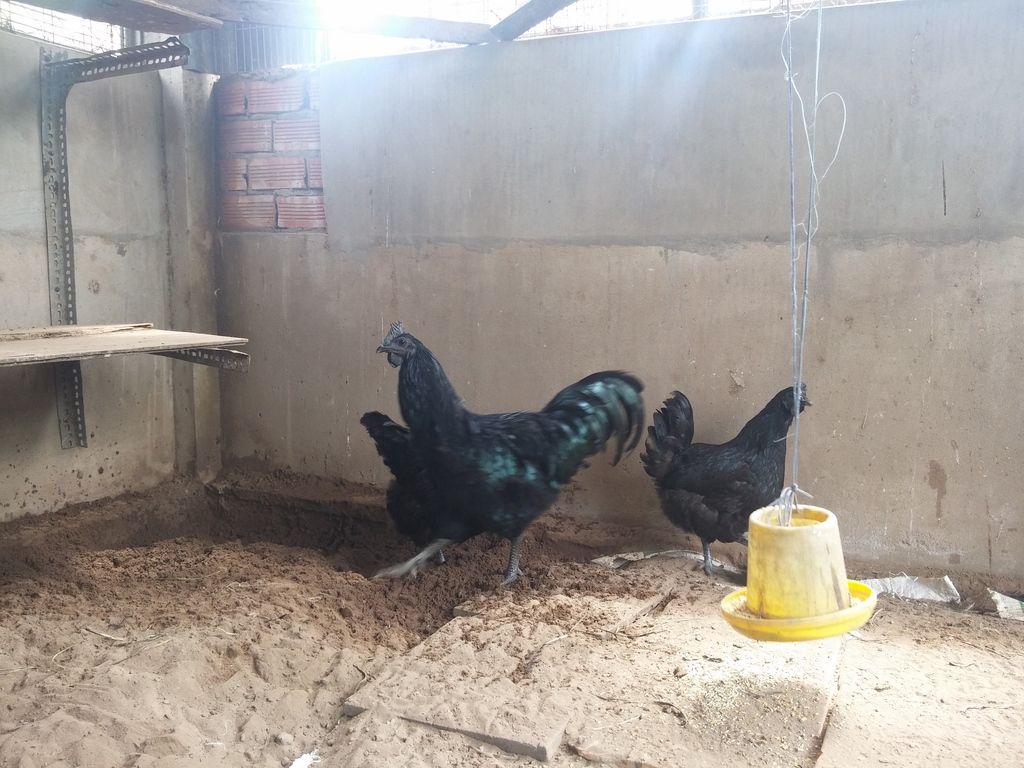 Tiền giang - gà mặt quỷ ( gà indo) giống nhập thuần chủng 100%. - 2