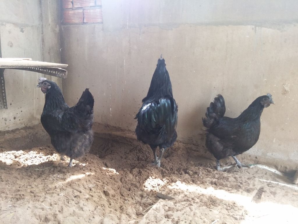 Tiền giang - gà mặt quỷ ( gà indo) giống nhập thuần chủng 100%. - 1