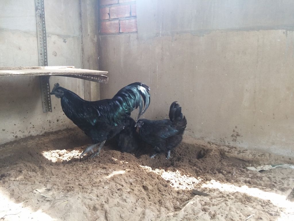 Tiền giang - gà mặt quỷ ( gà indo) giống nhập thuần chủng 100%.