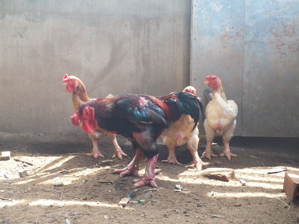 Tiền giang - gà mặt quỷ ( gà indo) giống nhập thuần chủng 100%. - 9