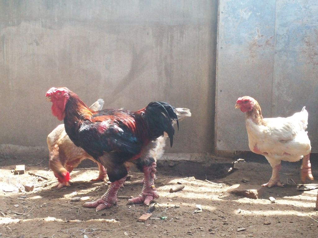 Tiền giang - gà mặt quỷ ( gà indo) giống nhập thuần chủng 100%. - 7