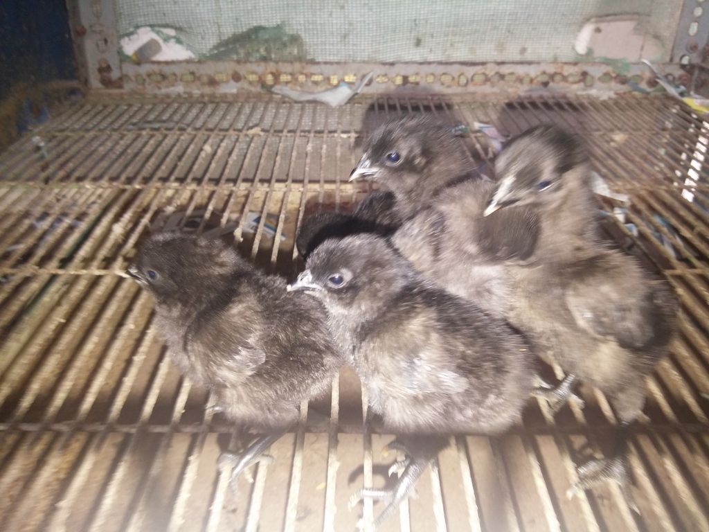 Tiền giang - gà mặt quỷ ( gà indo) giống nhập thuần chủng 100%. - 6