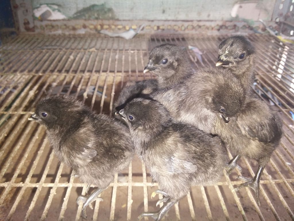 Tiền giang - gà mặt quỷ ( gà indo) giống nhập thuần chủng 100%. - 5