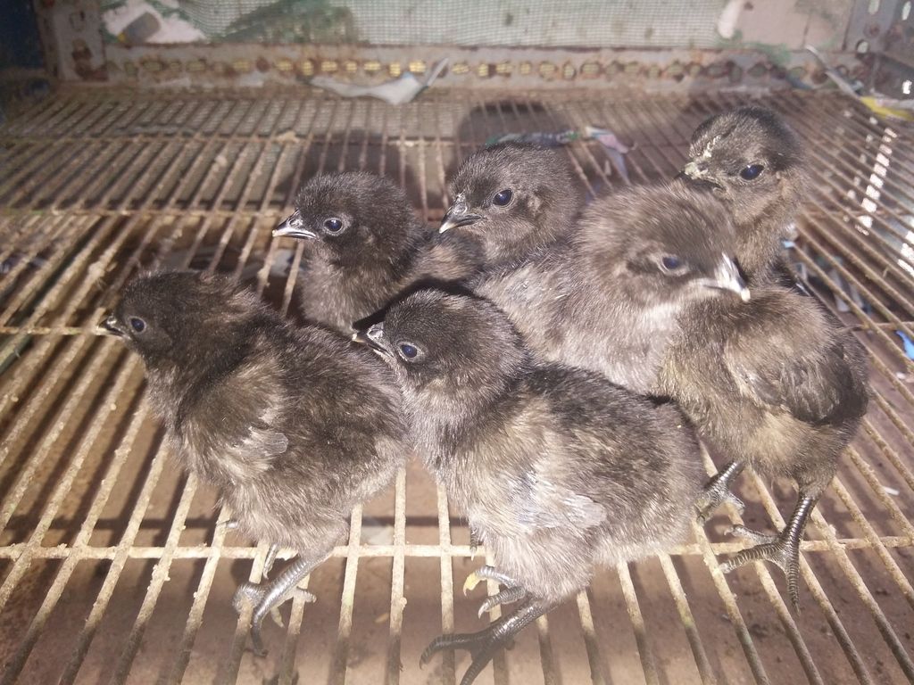 Tiền giang - gà mặt quỷ ( gà indo) giống nhập thuần chủng 100%. - 4