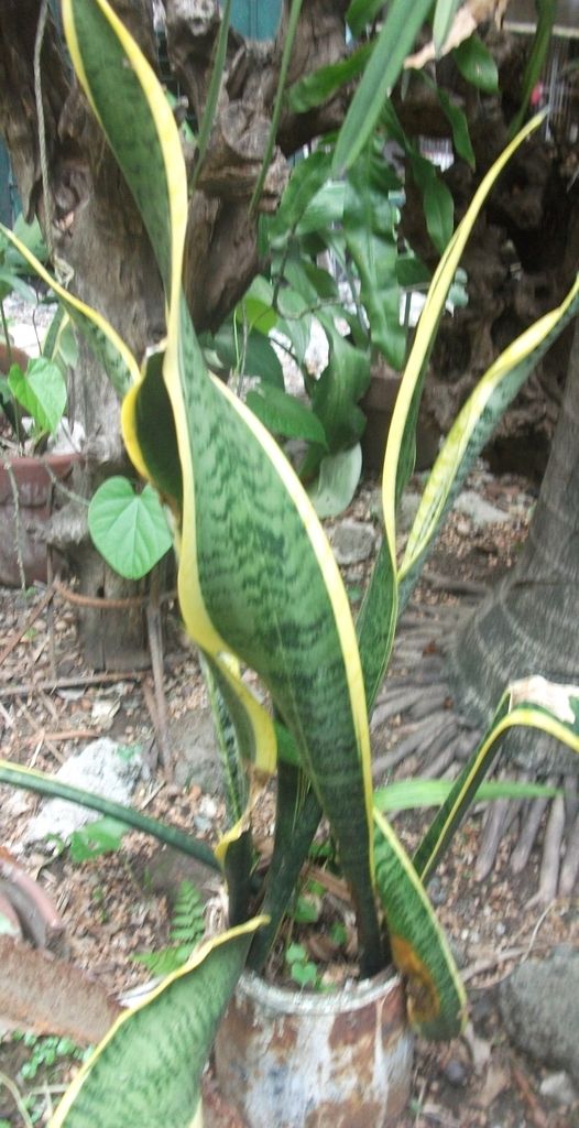 Top 10 CHEAP House Plants in the Philippines Collector�s
