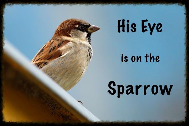 His Eye is on the Sparrow photo 221EF93A-28EC-4A16-B275-8493B0F4F188_zpsq1uyfbw4.jpg